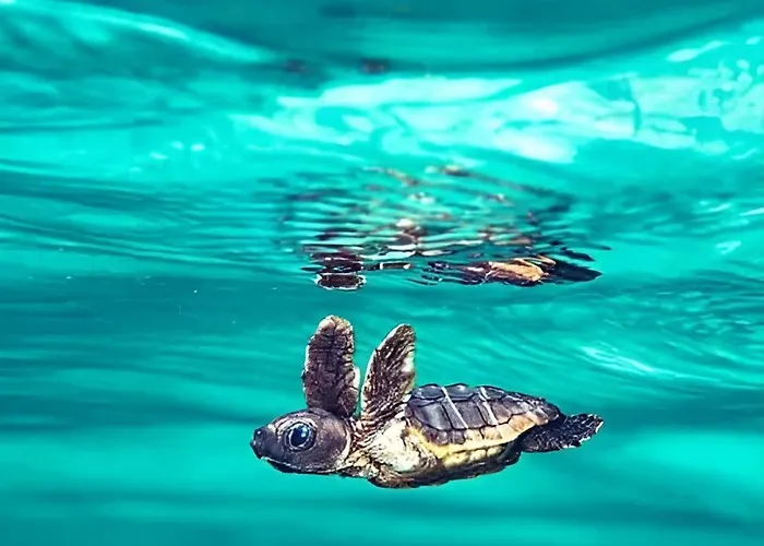 Evilion House Intholo. Sea, Nature, Relaxation! Appartamento *