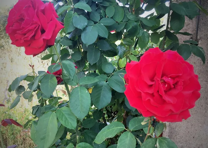 Appartamento Evilion House Intholo. Sea, Nature, Relaxation! Tholon